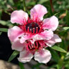 Leptospermum scoparium 'Martinii'